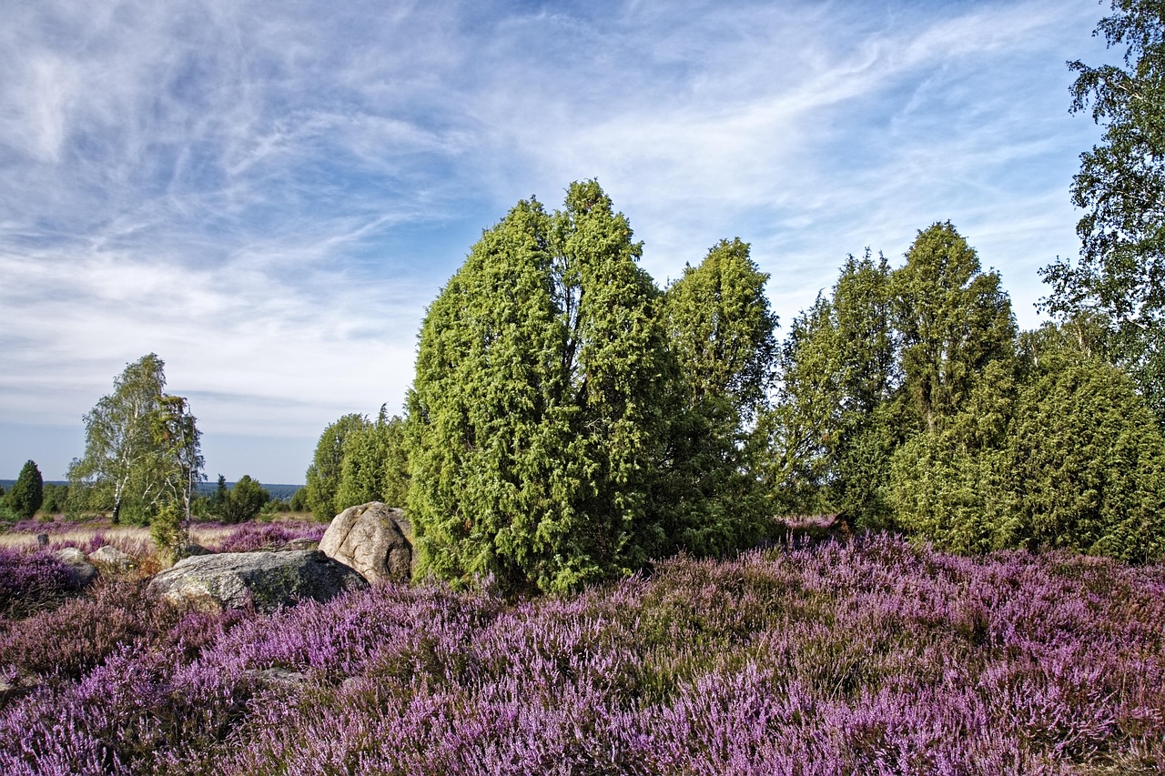 Umzug Dorfmark (Bad Fallingbostel)