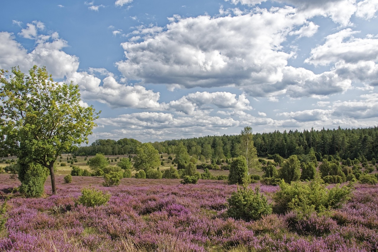 Umzug Buchholz in der Nordheide