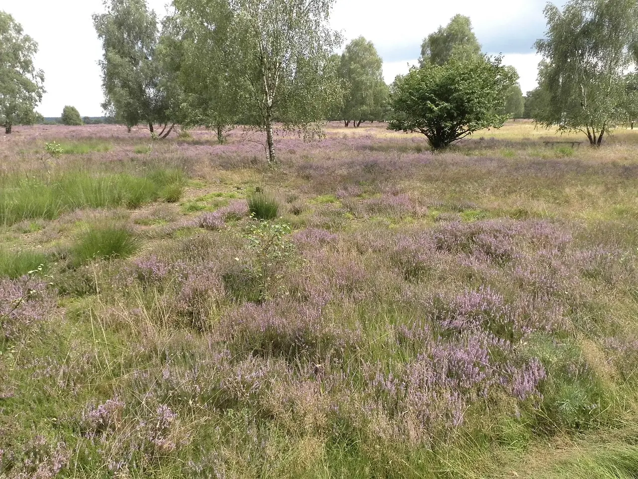 Umzug Buchholz (Aller)