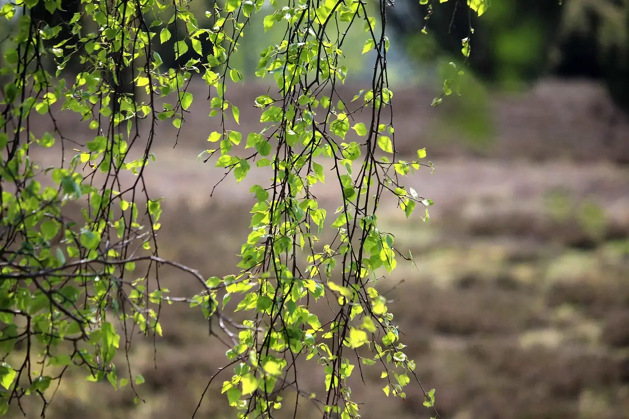 Umzug Heber (Schneverdingen)